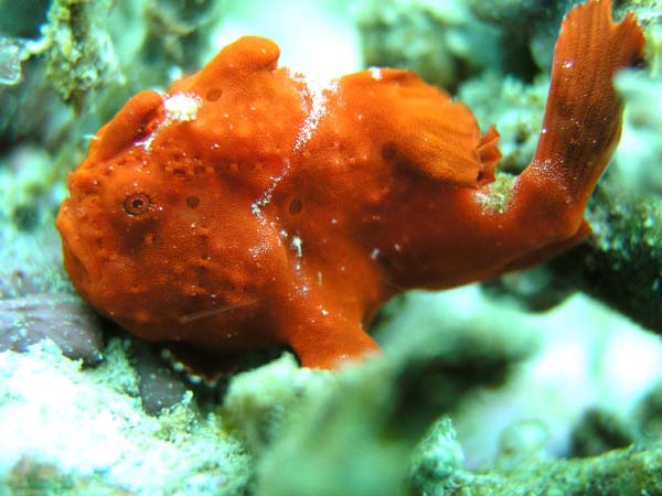 カエルアンコウ