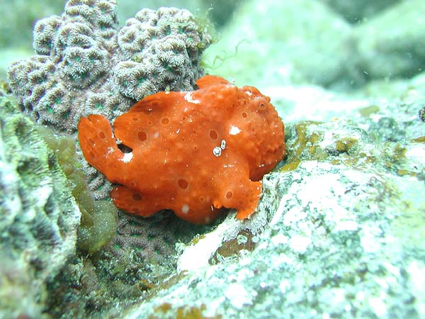 イロカエルアンコウ