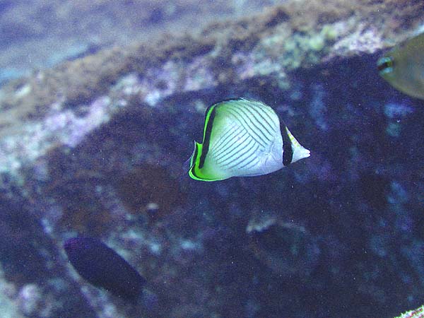 フウライチョウチョウウオ