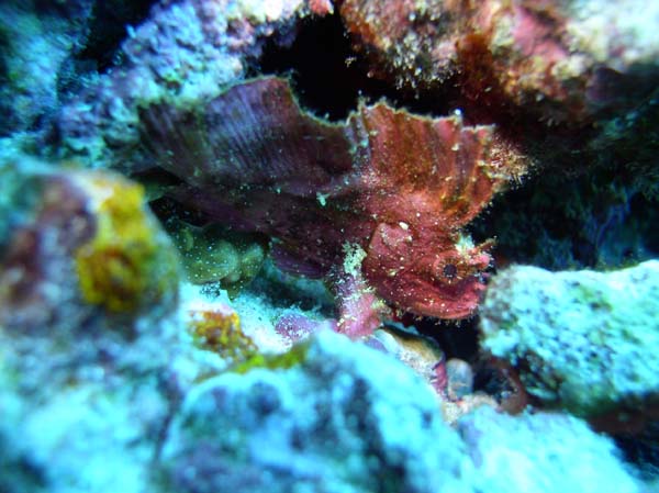 ハダカハオコゼ