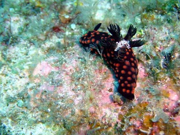 サガミリュウグウウミウシ