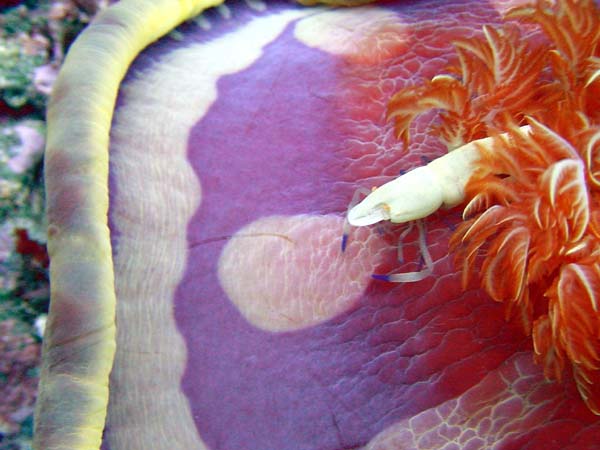 ミカドウミウシと<br>ウミウシカクレエビ