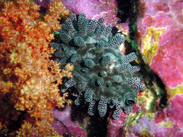 外套膜に包まれた<br>タルダカラガイ