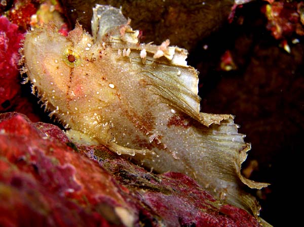 ハダカハオコゼ