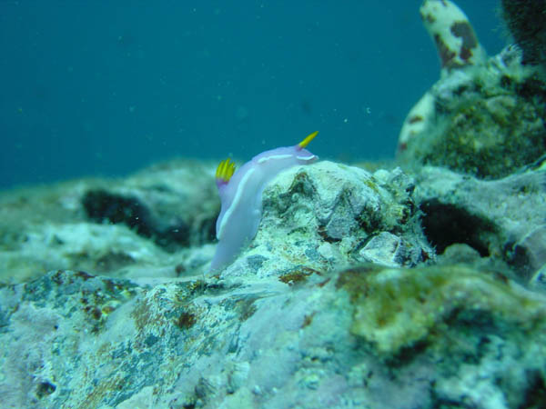 カグヤヒメウミウシ