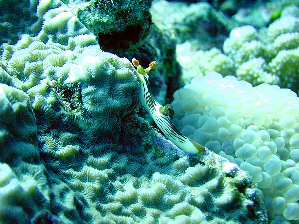 クロスジリュウグウ<br>ウミウシ