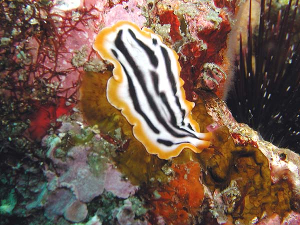 キベリクロスジウミウシに<br>そっくりのヒラムシ