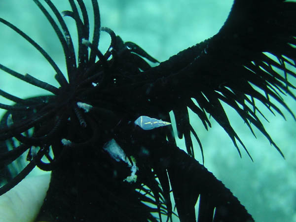 オオウミシダトウマキクリムシ