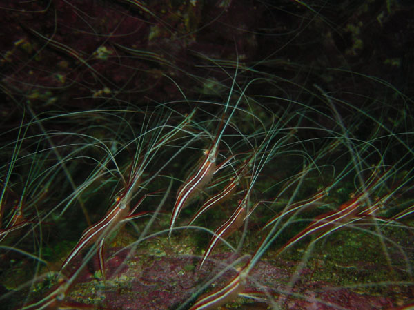 オキノスジエビ