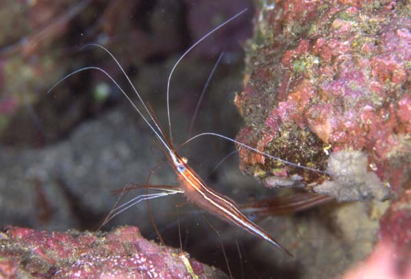 オキノスジエビ