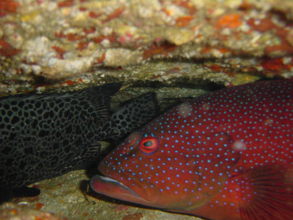 イシガイダイとユカタハタ