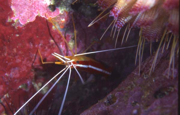 アカシマシラヒゲエビ