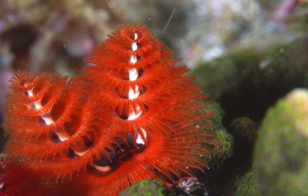 イバラカンザシ