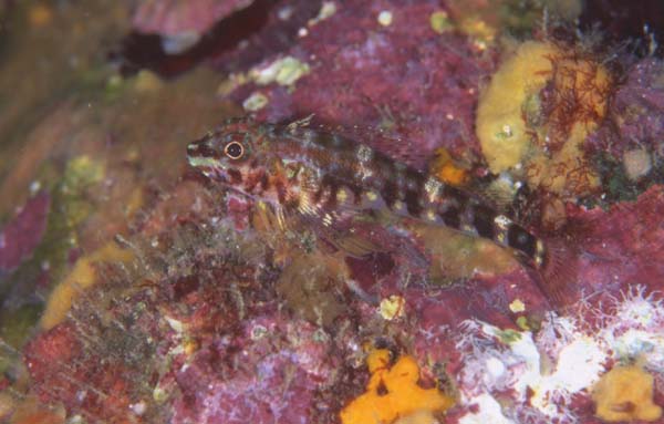 ヨゴレヘビギンポのメス