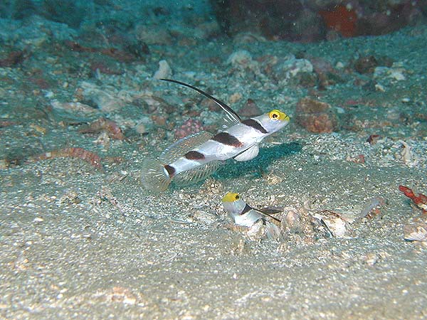 ヒレナガネジリンボウ