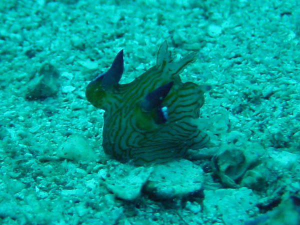 クチナシツノザヤウミウシ