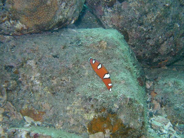 ツユベラの幼魚