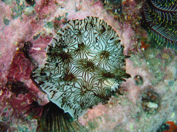 インターネットウミウシ