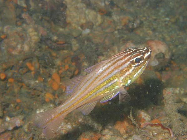 キンセンイシモチ