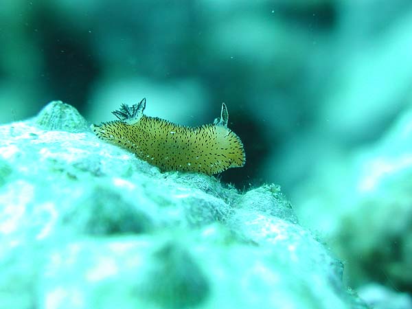 ゴマフビロウドウミウシ