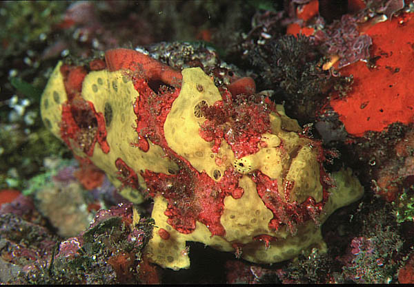 クマドリイザリウオ