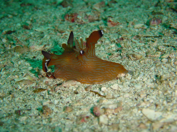 クチナシツノザヤウミウシ