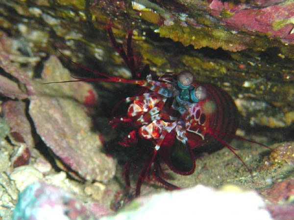 モンハナシャコ