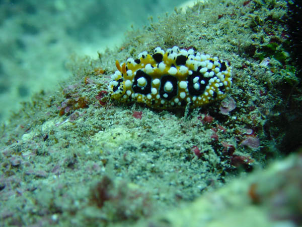 キイロイボウミウシ