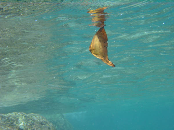 ナンヨウツバメウオ