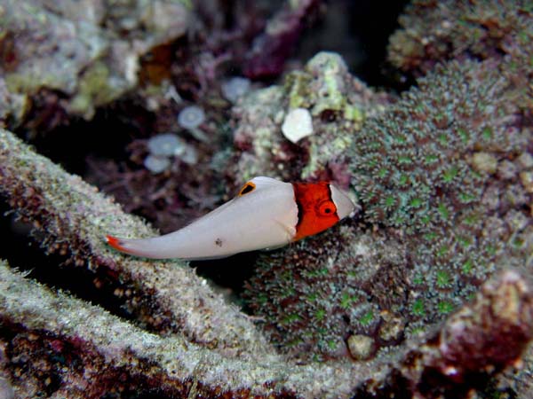 イロブダイの幼魚