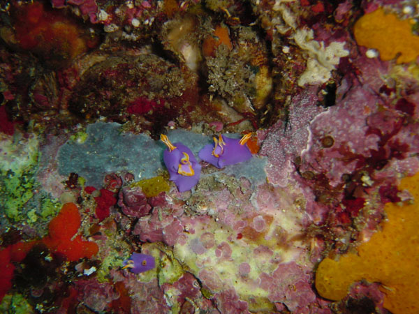 ムラサキウミコチョウ