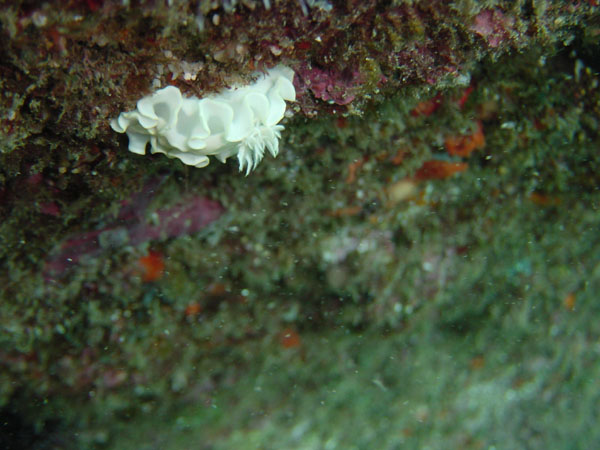 シロタエイロウミウシ