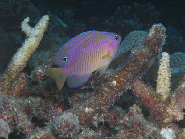 クロメガネスズメダイ幼魚