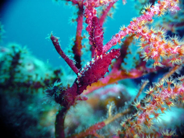 ベニキヌツヅミガイ