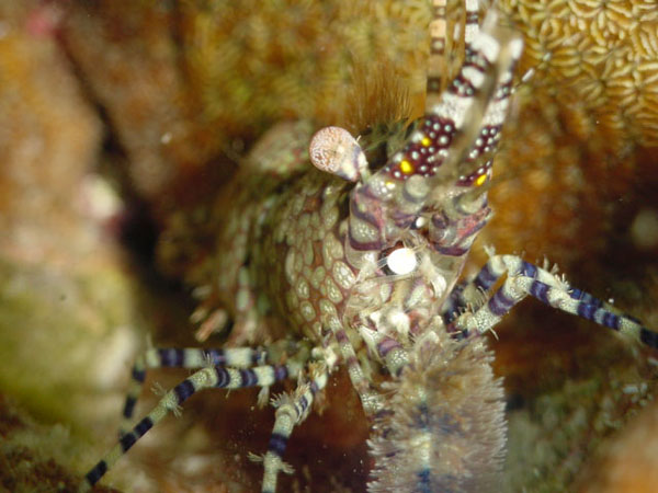 フシウデサンゴモエビ