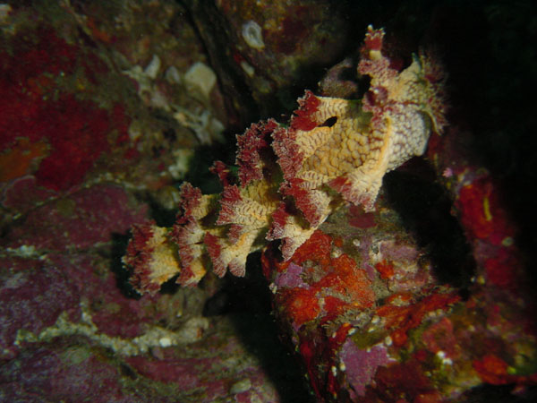 ニシドマリハナガサウミウシ