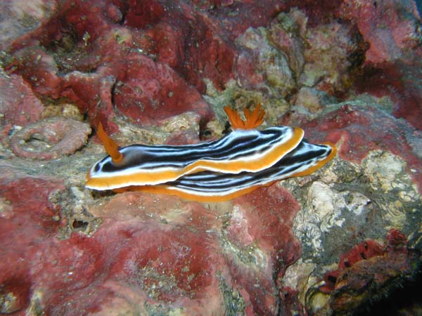 シライトウミウシ