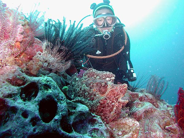 オオモンカエルアンコウ