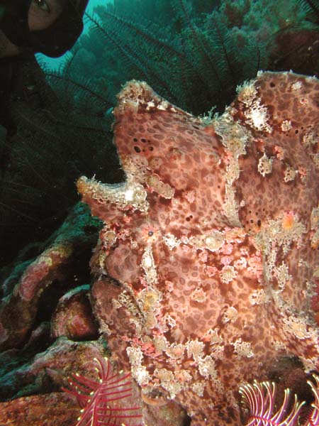 オオモンカエルアンコウ