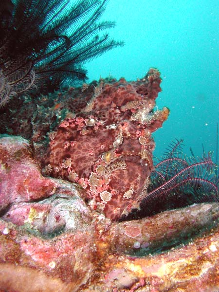 オオモンカエルアンコウ