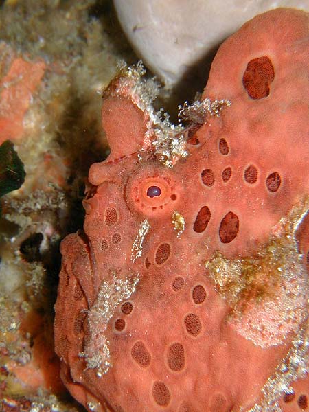 カエルアンコウ