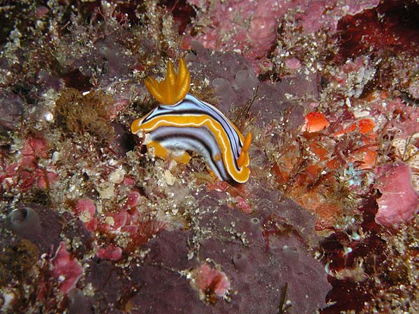 シライトウミウシ