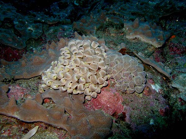 キッカミノウミウシ