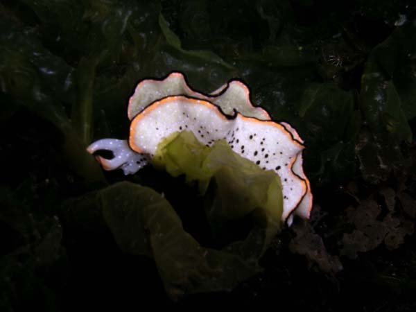 コノハミドリガイ